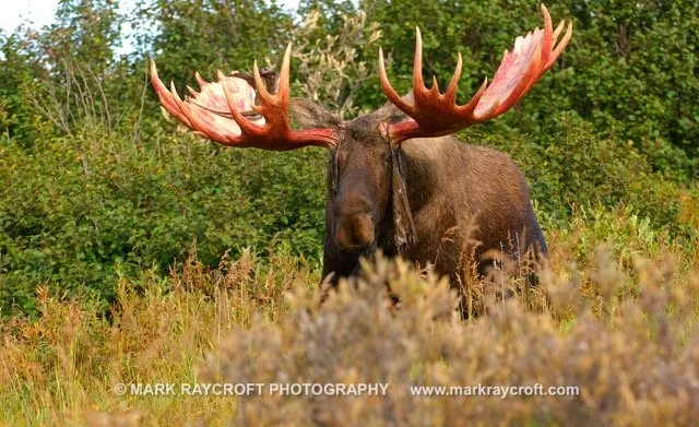 AA3266_Moose_Mark_Raycroft Medium.jpeg