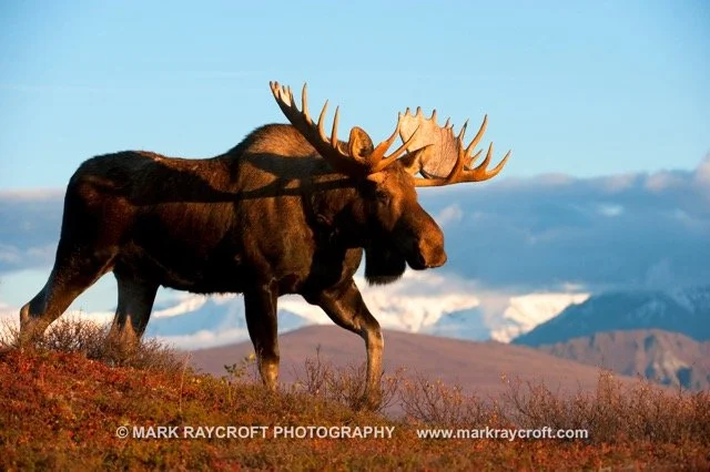 AA6133_Moose_Mark_Raycroft Medium.jpeg