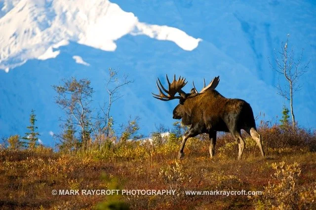 AA7553_Moose_Mark_Raycroft Medium.jpeg