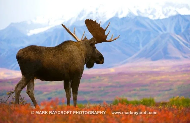 AA8010_Moose_Mark_Raycroft Medium.jpeg