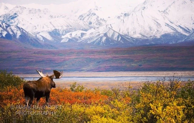 ACA038AA-9EA0-47DE-94B7-6C17B3ABED2A Medium.jpeg