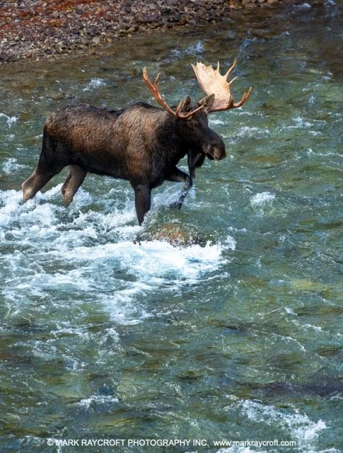 1 AA17004_Moose_Mark_Raycroft Medium.jpeg