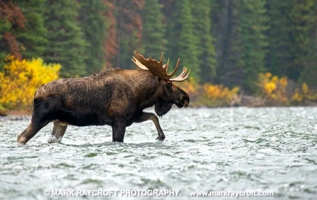 3 AA12041_Moose_Mark_Raycroft Medium.jpeg