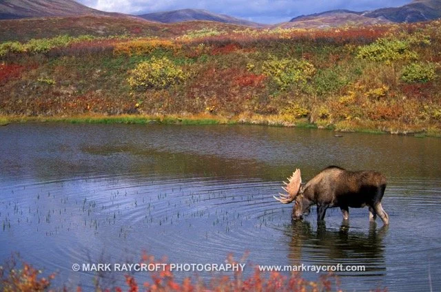AA2761_Moose_Mark_Raycroft Medium.jpeg