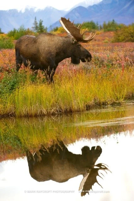 AA8008_Moose_Mark_Raycroft Medium.jpeg