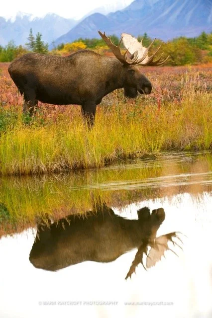 AA8009_Moose_Mark_Raycroft Medium.jpeg