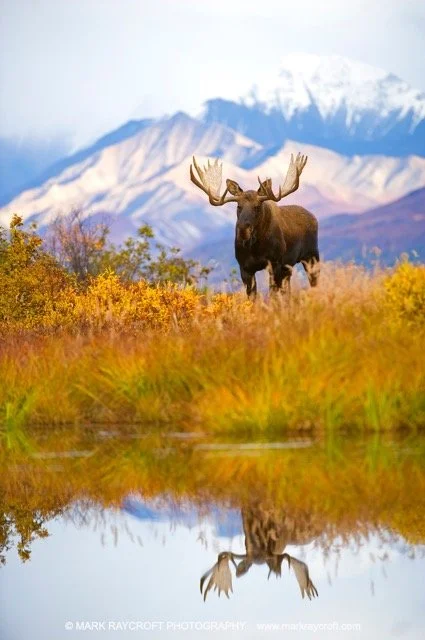 AA8013_Moose_Mark_Raycroft12X18 Medium.jpeg