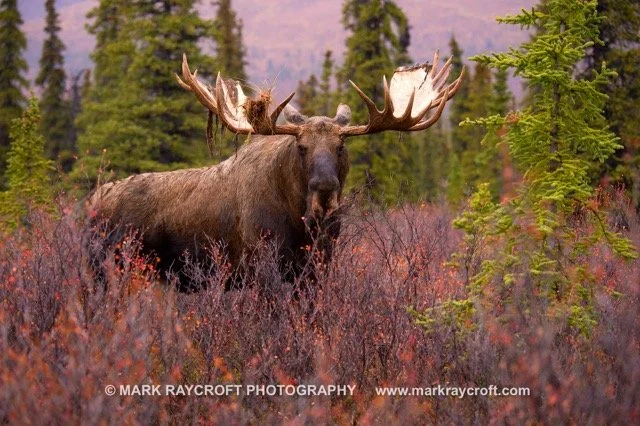 AA8980_Moose_Mark_Raycroft Medium.jpeg