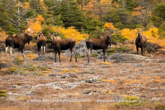 1 AA11019_Moose_Mark_Raycroft Medium.jpeg