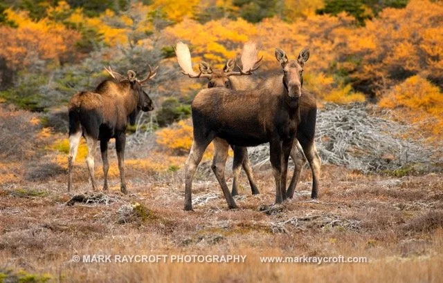 AA11008_Moose_Mark_RaycroftA Medium.jpeg