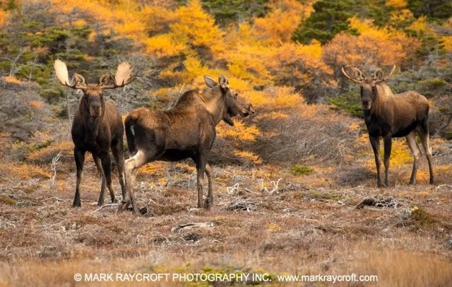 AA11017_Moose_Mark_RaycroftB Medium.jpeg