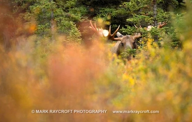 AA9926_Moose_Mark_Raycroft Medium.jpeg