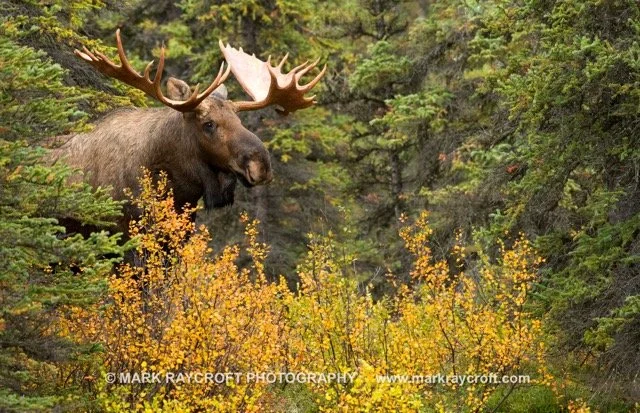 AA9929_Moose_Mark_Raycroft Medium.jpeg