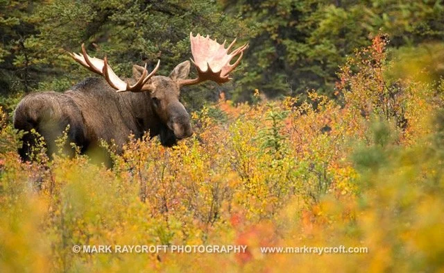 AA9932_Moose_Mark_Raycroft Medium.jpeg