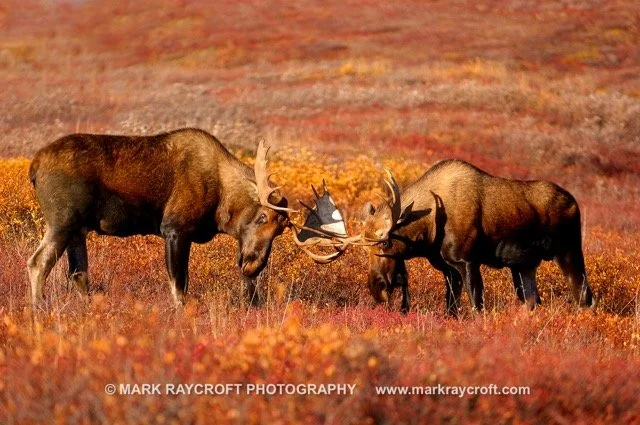 AA3332_Moose_Mark_Raycroft2 Medium.jpeg