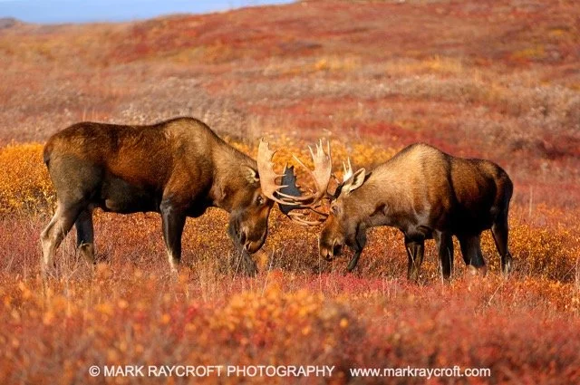 AA3333_Moose_MR Medium.jpeg