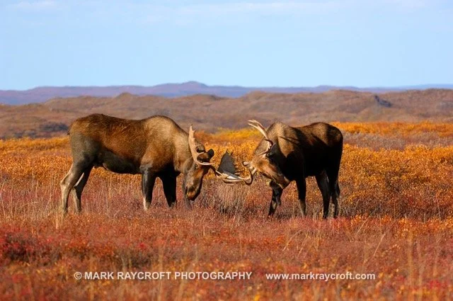 AA3335_MR Medium.jpeg