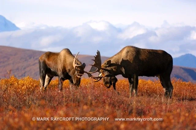AA3340_Moose_MR Medium.jpeg
