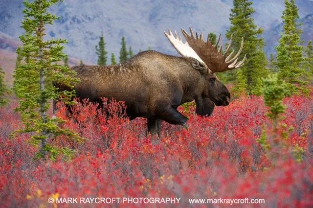 AA7226_Moose_Mark_Raycroft Medium.jpeg