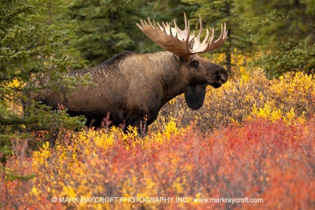 AA26043_Moose_Mark_Raycroft Medium.jpeg