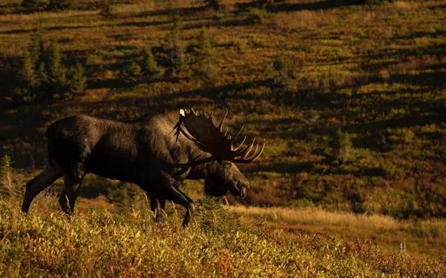 _RON4449-Edit-2 Medium.jpeg