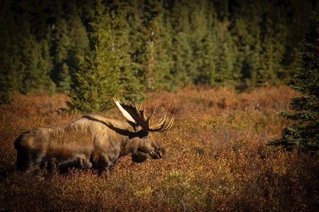 _RON3730-Edit Medium.jpeg