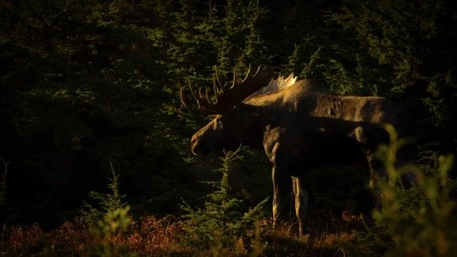 _RON4497-Edit Medium.jpeg