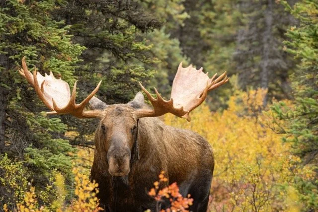 _RON3355-Edit-2 Medium.jpeg