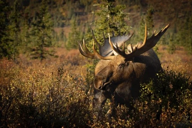 _RON3682-Edit Medium.jpeg