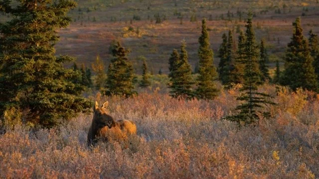 _RON3830-Edit Medium.jpeg