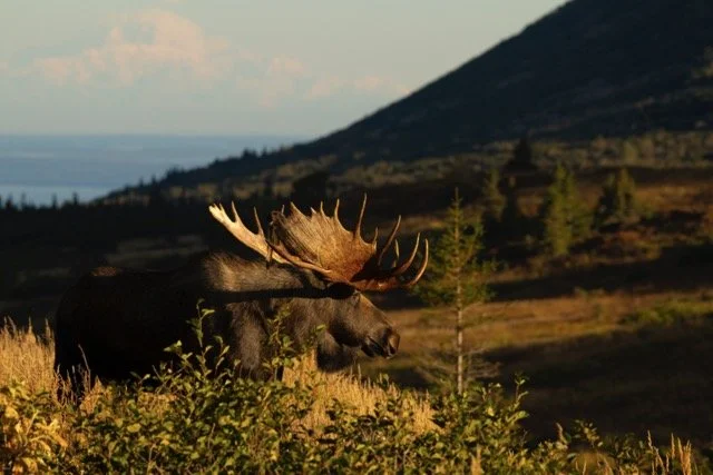 _RON4441 Medium.jpeg