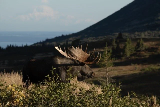 _RON4442 Medium.jpeg