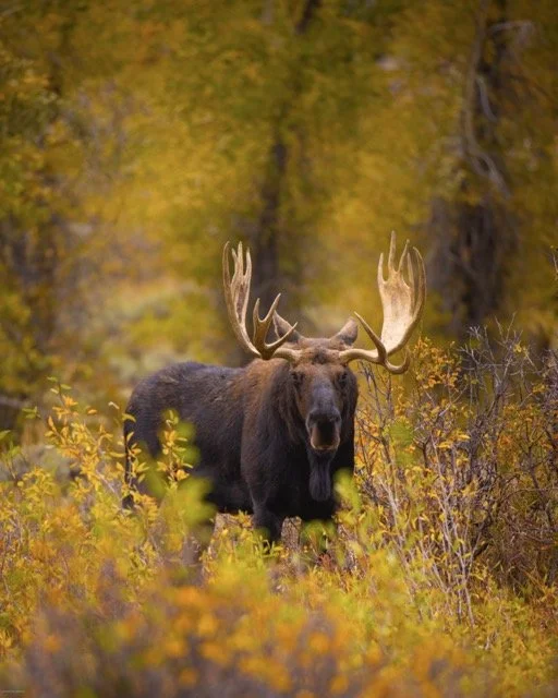 _MG_0803-Edit-2-Edit Medium.jpeg