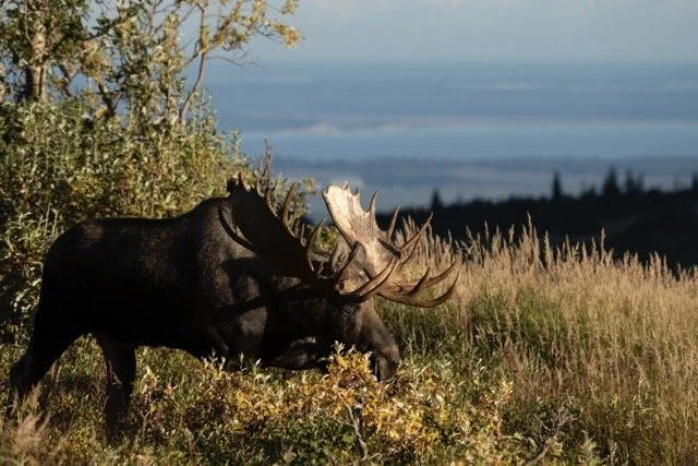 _RON4440 Medium.jpeg