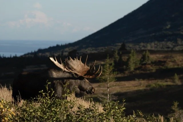 _RON4444 Medium.jpeg