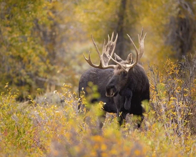 _MG_0821-Edit Medium.jpeg