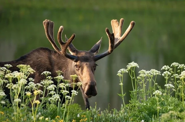 _RON2636-Edit Medium.jpeg