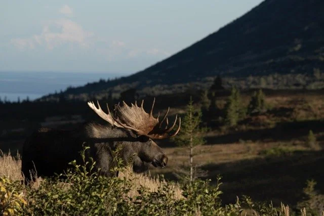 _RON4445 Medium.jpeg