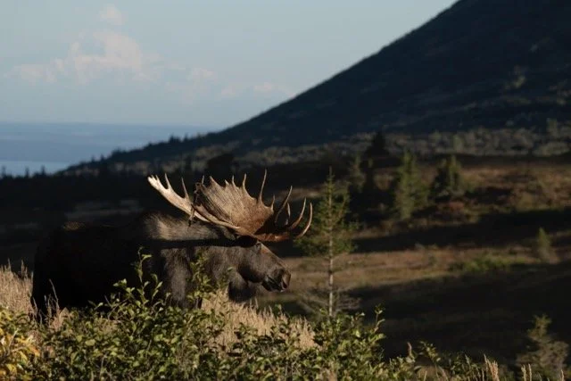 _RON4447 Medium.jpeg