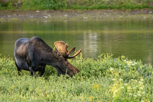 _RON2600 Medium.jpeg