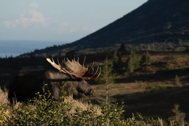 _RON4446 Medium.jpeg