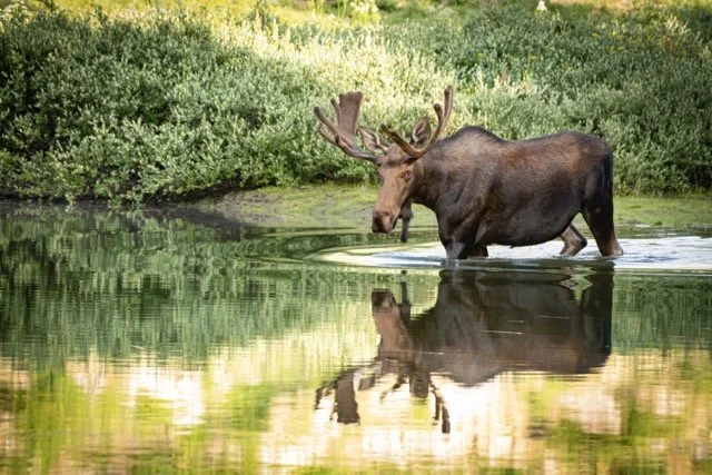 _RON2779-Edit Medium.jpeg