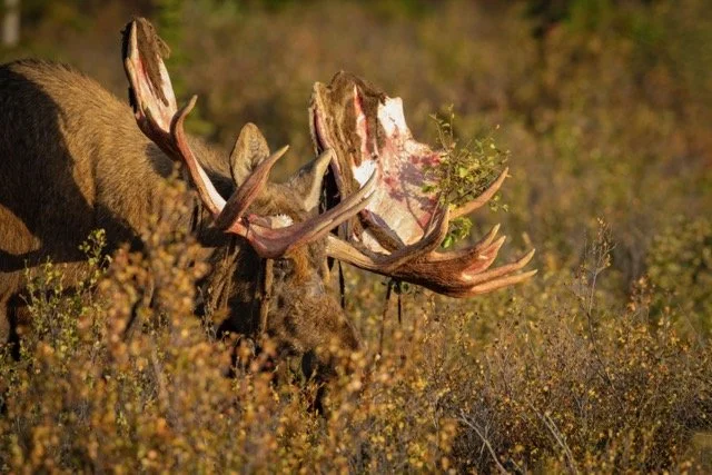 _RON2976-Edit Medium.jpeg