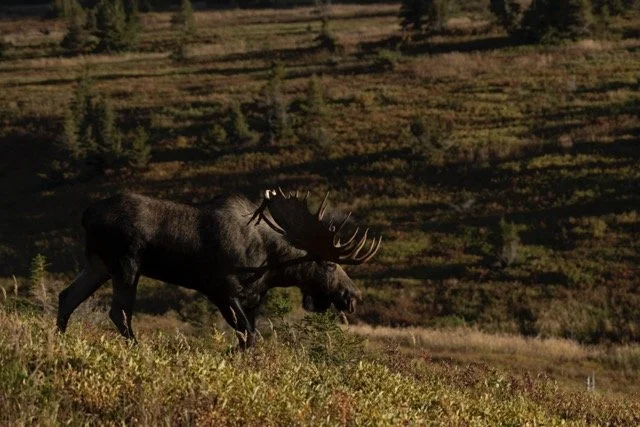 _RON4448 Medium.jpeg