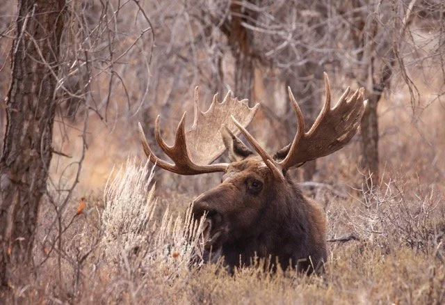 _MG_8248 copy Medium.jpeg