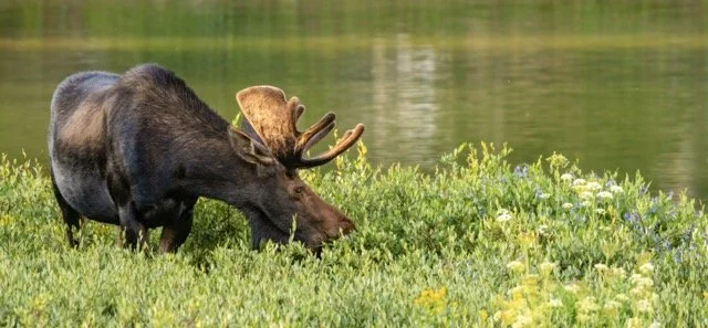 _RON2600-Edit Medium.jpeg