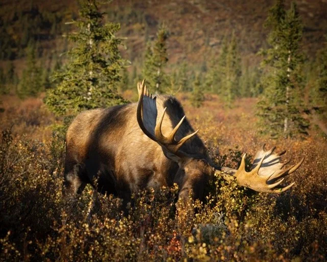 _RON3663-Edit Medium.jpeg