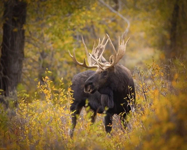 _MG_0834-Edit Medium.jpeg