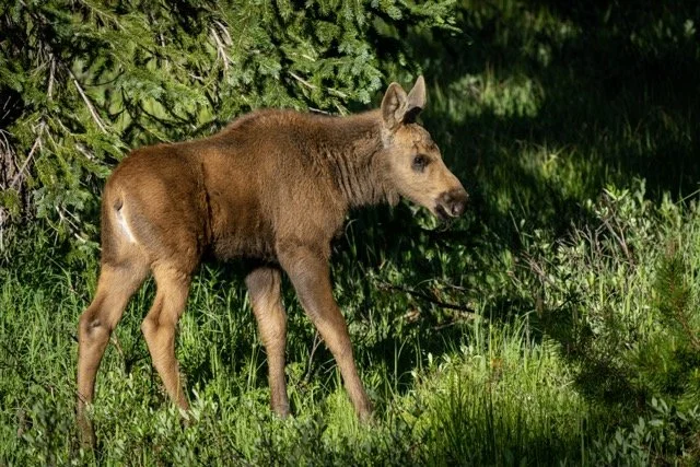 DSC08186p Medium.jpeg