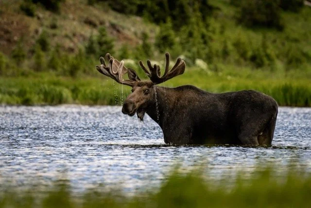 DSC08504p Medium.jpeg